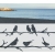 ROZ30 90x47 naklejka na okno wzory zwierzęce - ptaki